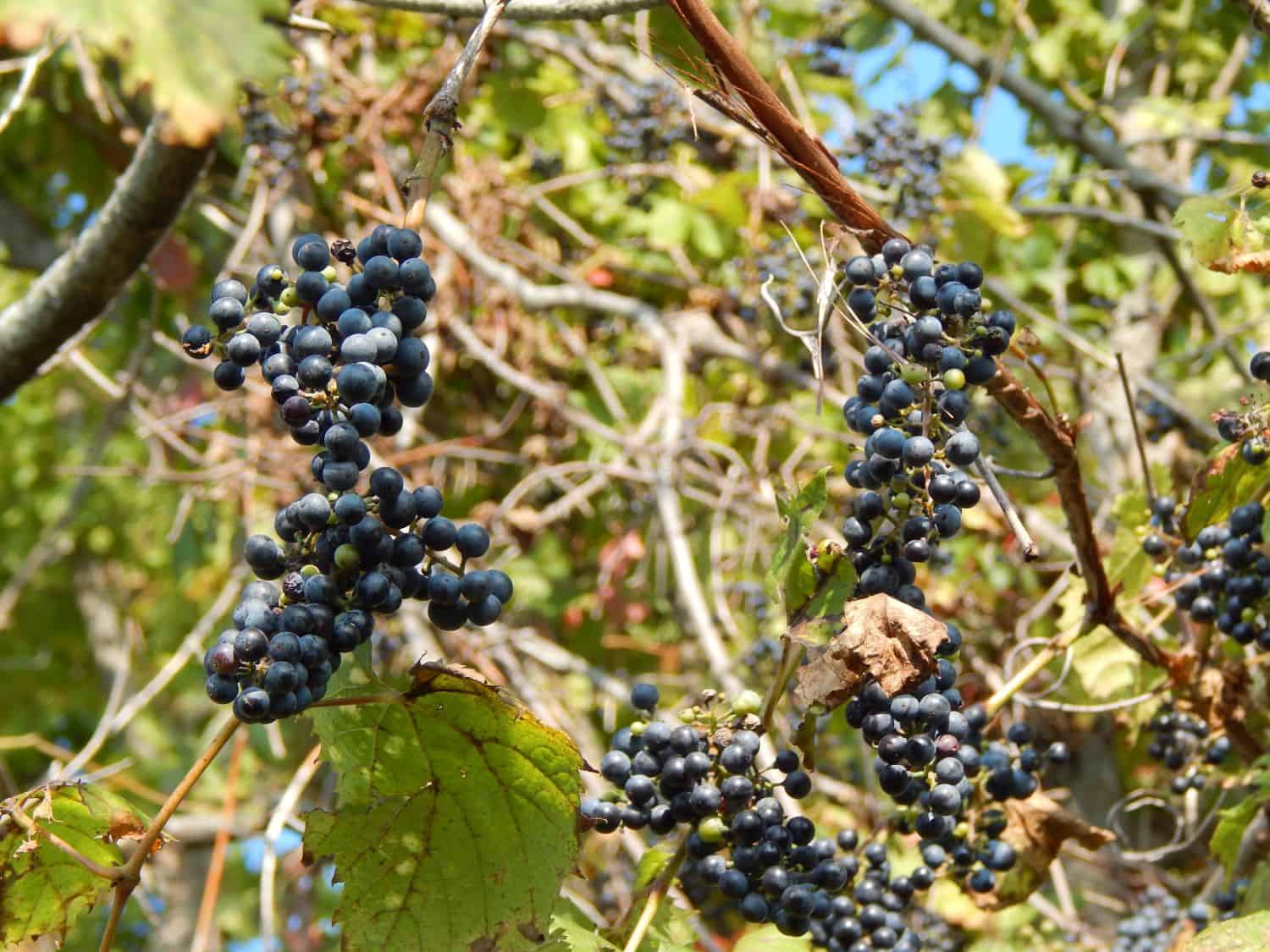 chambourcin wine grape