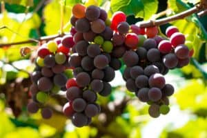 hybrid grapes